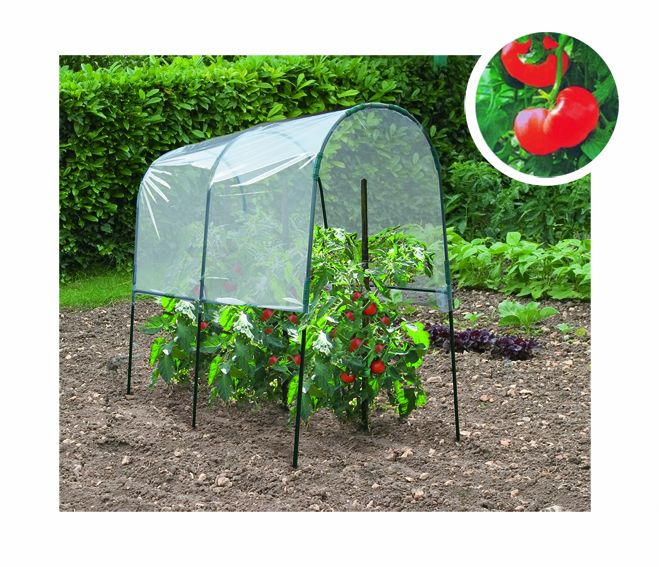 plant grow house
