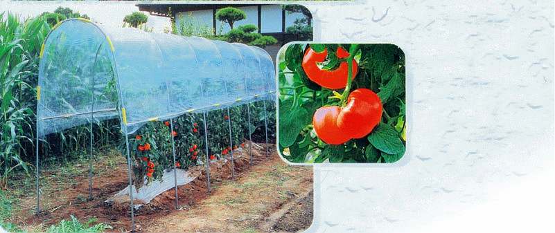 plant grow house