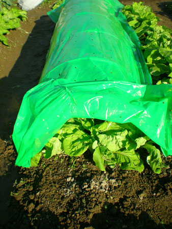 plant tunnel cover