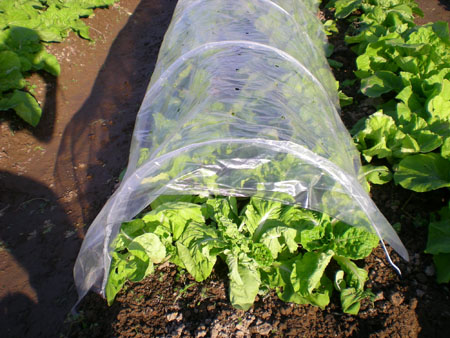 plant tunnel cover